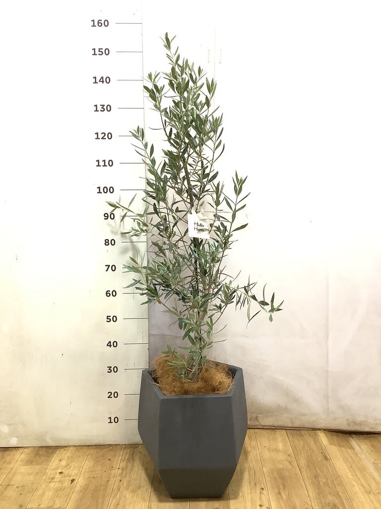 観葉植物 オリーブ 8号 チプレッシーノ ファイバークレイ Gray 付き