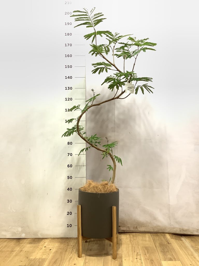 エバーフレッシュ 曲がり | 観葉植物通販 Hitohana（ひとはな）