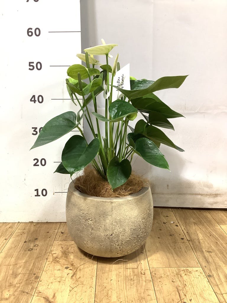 アンスリウム 5号 | 観葉植物 | 送料無料でお届け - Hitohana（ひとはな）