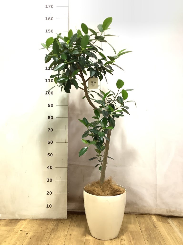 フランスゴムの木 8号 | 観葉植物 | 送料無料でお届け - Hitohana