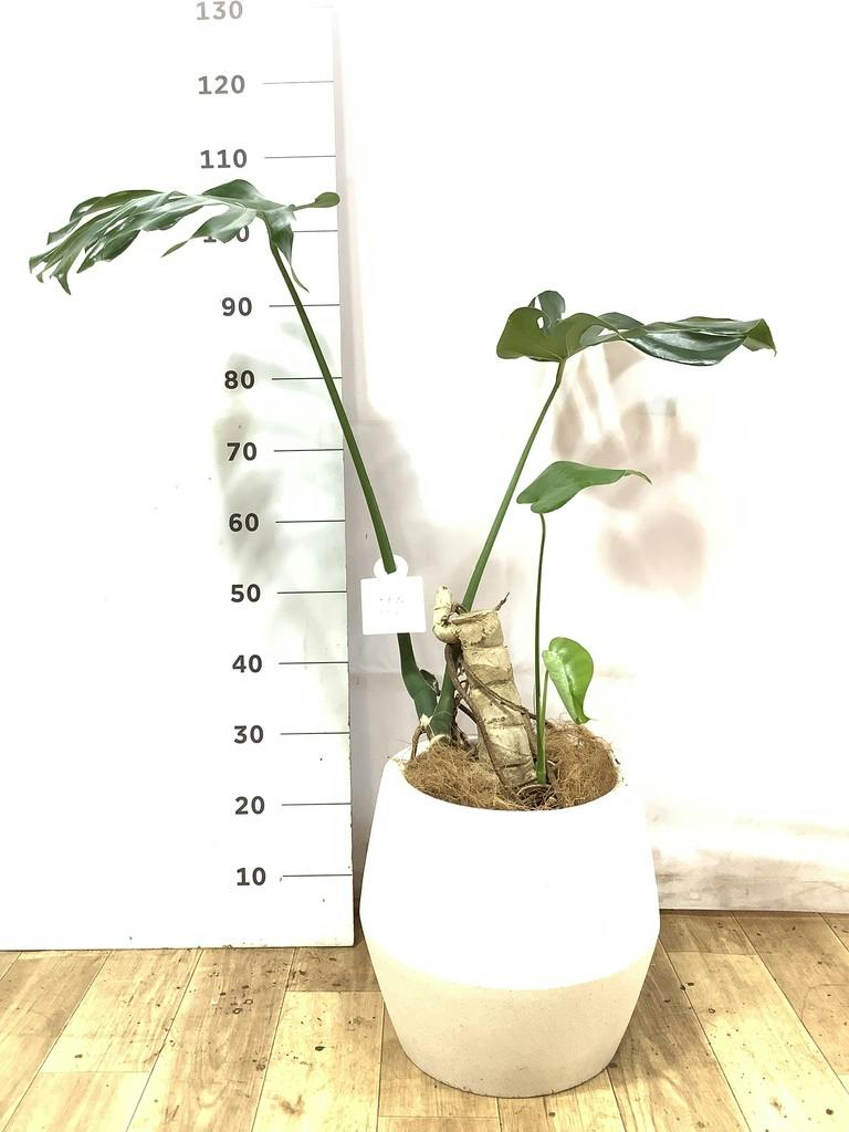観葉植物 モンステラ 7号 根あがり 竹バスケット 付き | 観葉植物なら