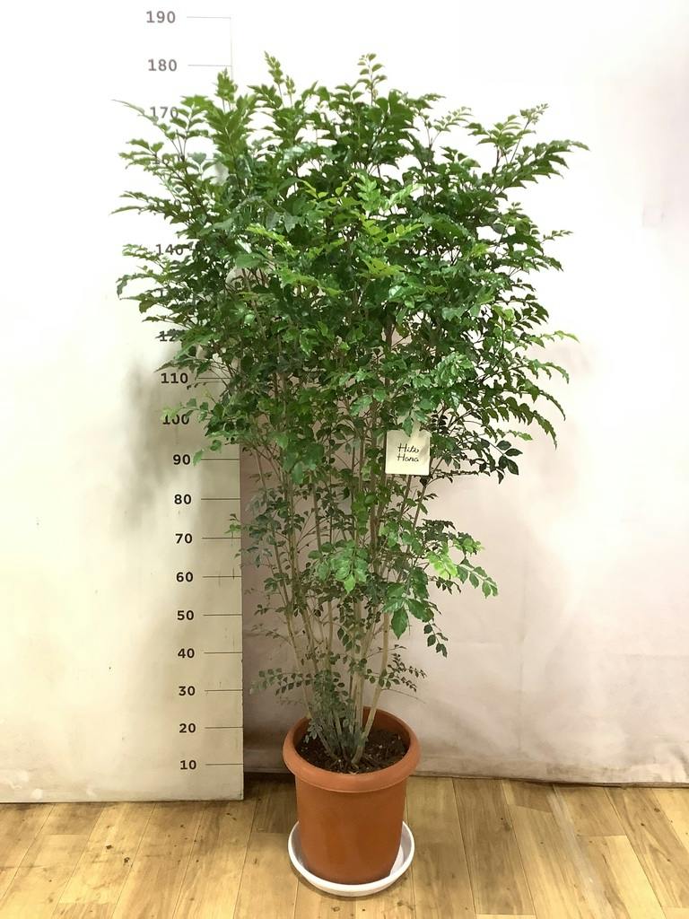 観葉植物 シマトネリコ 10号 プラスチック鉢 | 観葉植物ならHitoHana