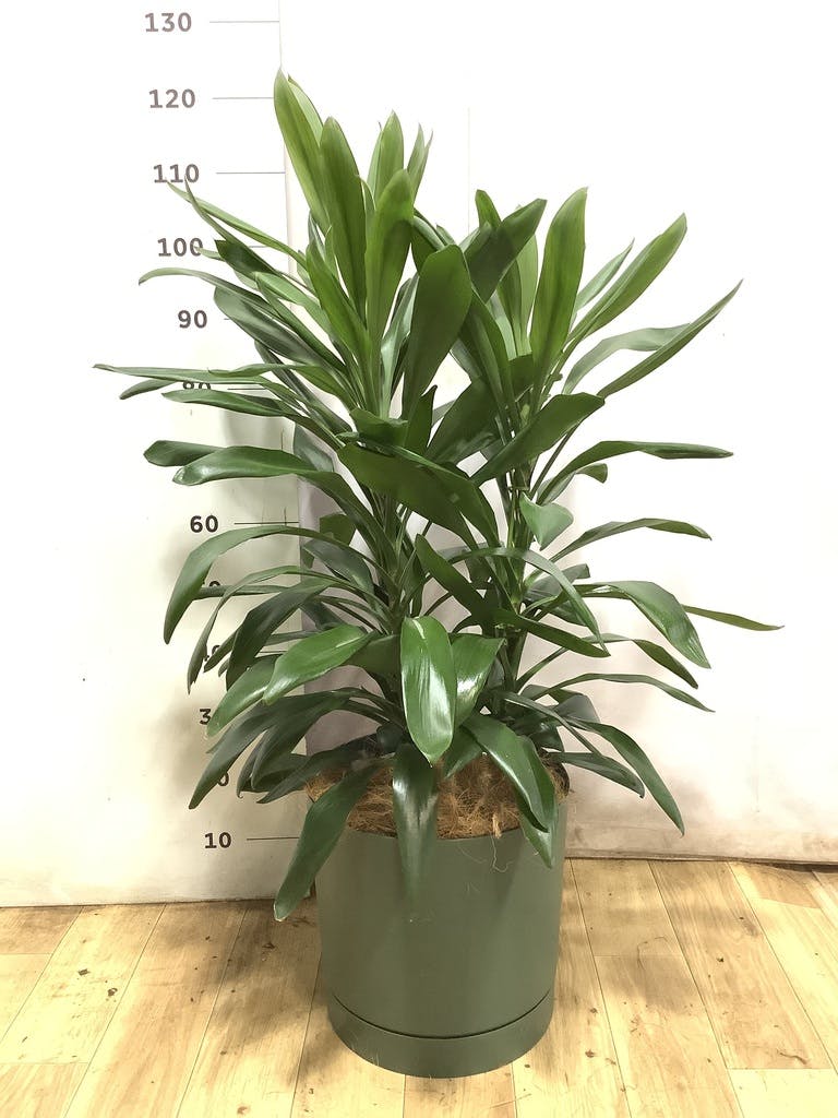 ドラセナ グローカル | 観葉植物通販HitoHana(ひとはな)