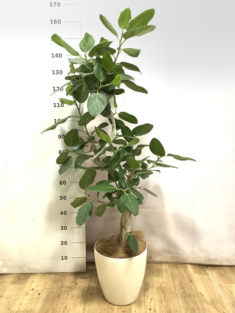 フィカス ベンガレンシス 1点もの(現品・現物) | 観葉植物 | 送料 フィカス ベンガレンシス 1点もの(現品・現物) | 観葉植物 | 送料