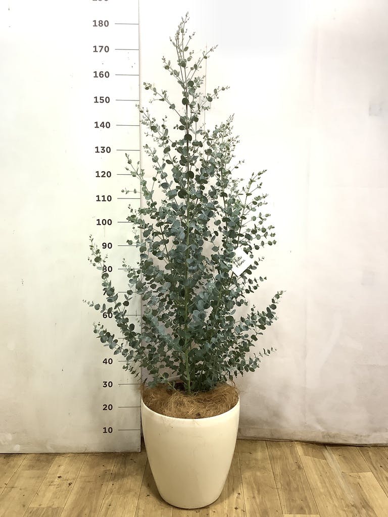 ユーカリ グニー | 観葉植物 | インテリアやギフトに - Hitohana（ひと