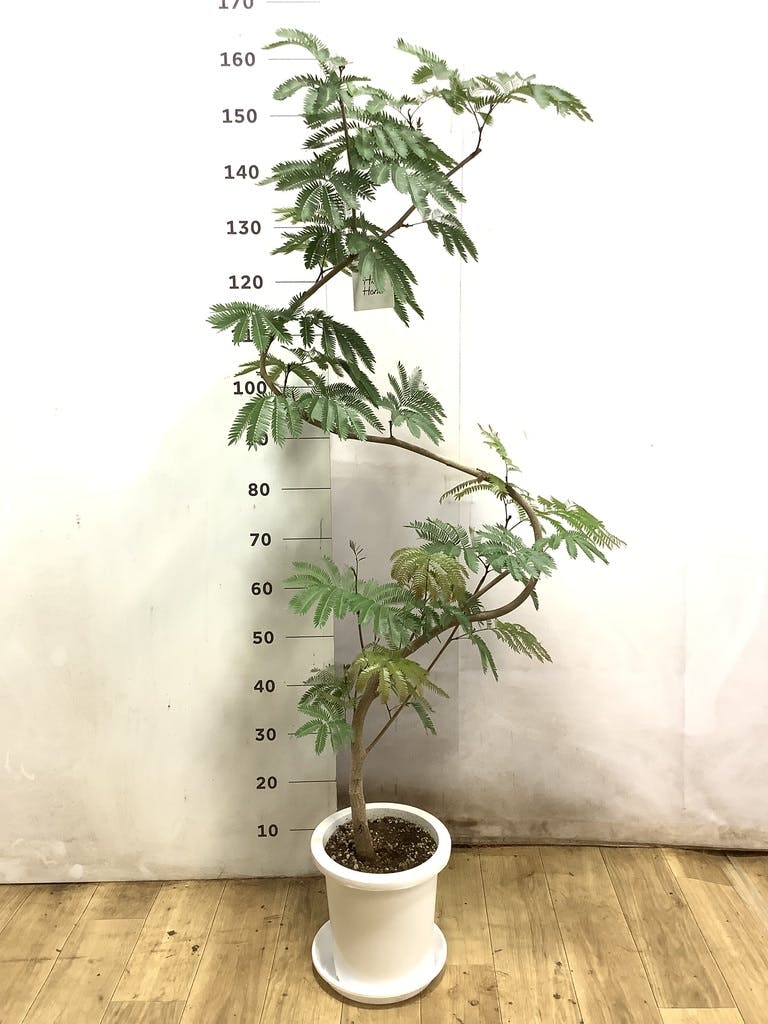 観葉植物 エバーフレッシュ 8号 曲り プラスチック鉢 | 観葉植物なら