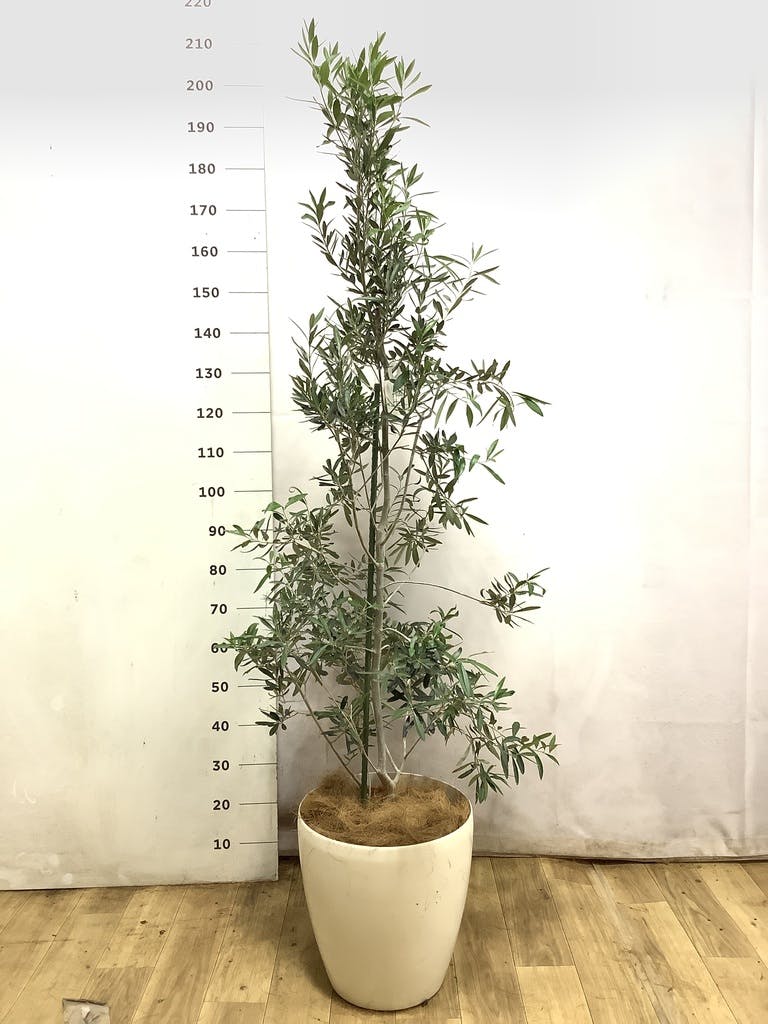 観葉植物 オリーブの木 10号 チプレッシーノ アルマ ミドル 付き