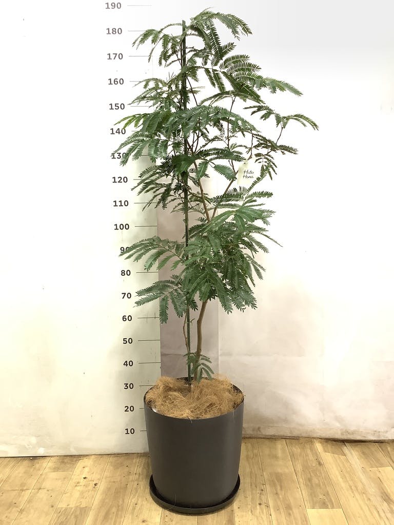 観葉植物 エバーフレッシュ【210cm】10号 プラスチック鉢 #69643 ※1都3