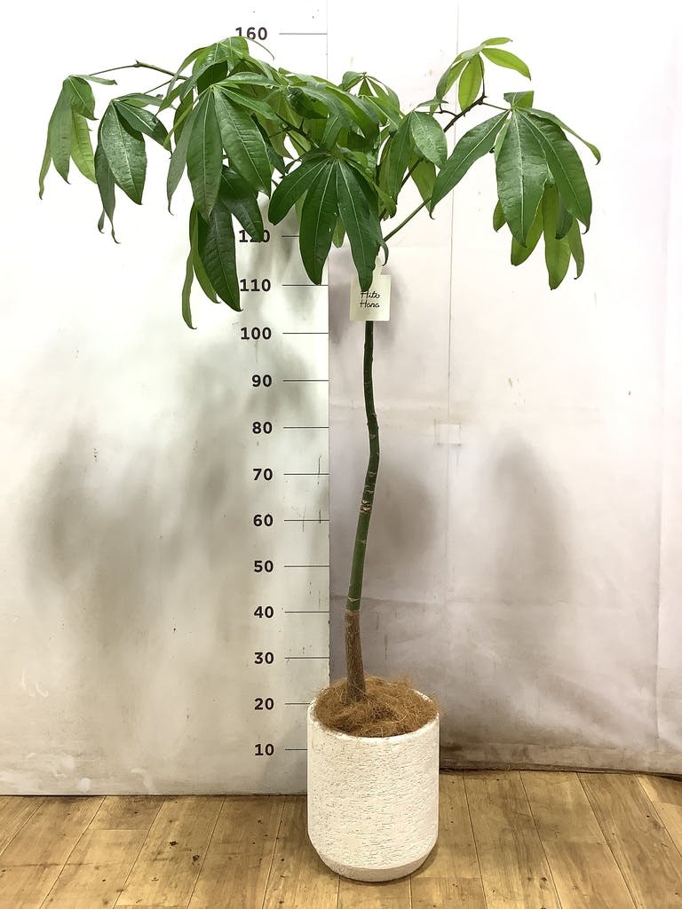 観葉植物 パキラ 7号 パラソル アイルエッグ イエロー 付き | 観葉植物