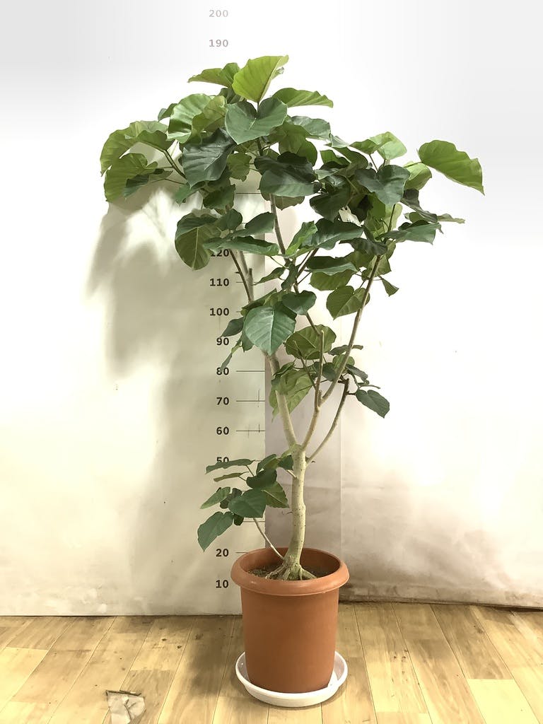 観葉植物 フィカス ウンベラータ 【200cm】 10号 #72131 ※1都3県配送