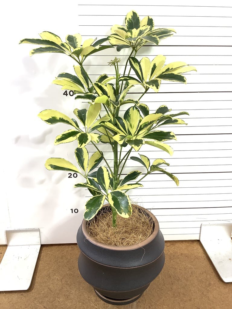 観葉植物 シェフレラ（カポック） 4号 斑入り ルーツ 15 L ベージュ