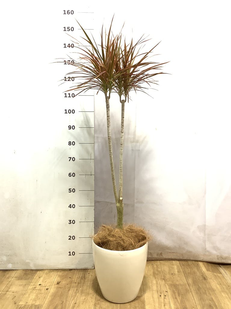 ドラセナ コンシンネ レインボー | 観葉植物通販HitoHana(ひとはな)