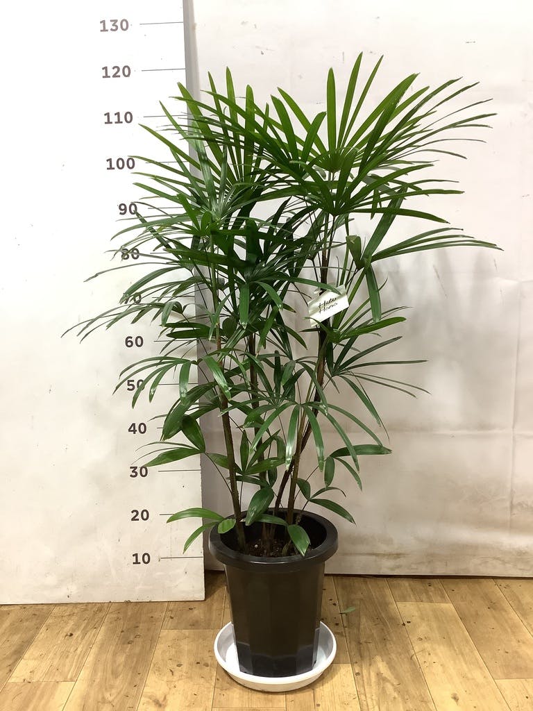 観葉植物 シュロチク（棕櫚竹） 8号 プラスチック鉢 | 観葉植物なら