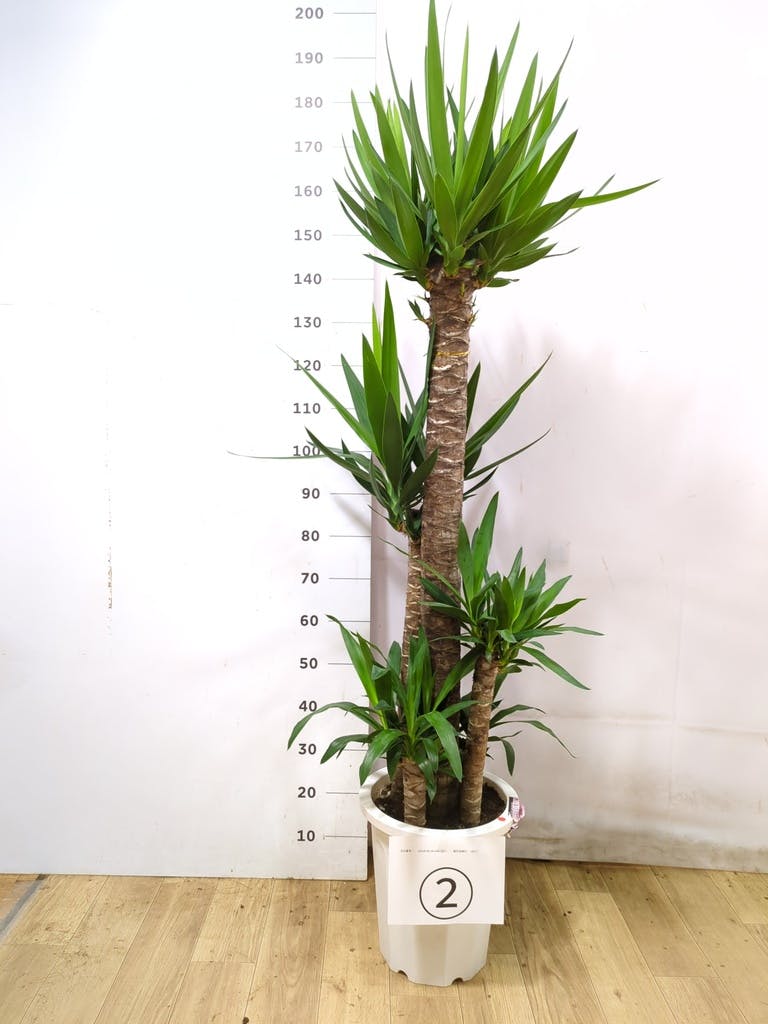 ユッカ 大型 | 観葉植物通販HitoHana(ひとはな)