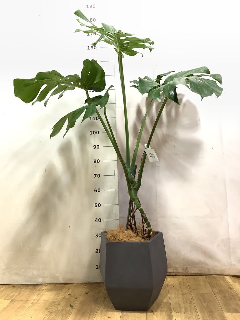 モンステラ 根あがり | 観葉植物通販 Hitohana（ひとはな）