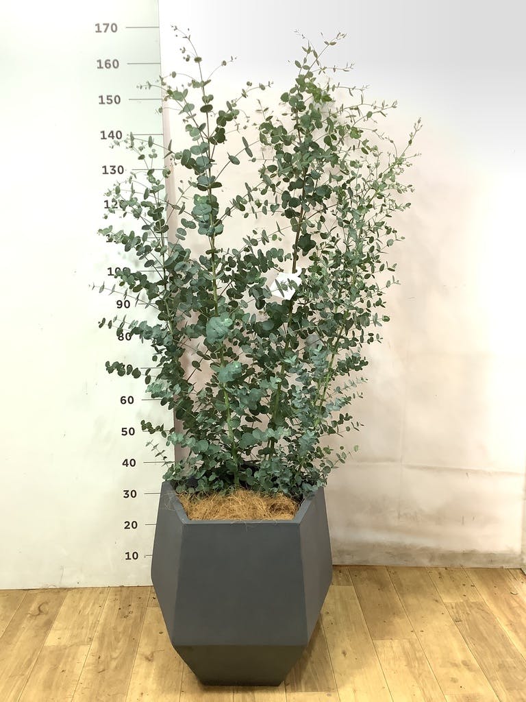 ユーカリ グニー | 観葉植物 | インテリアやギフトに - Hitohana（ひと