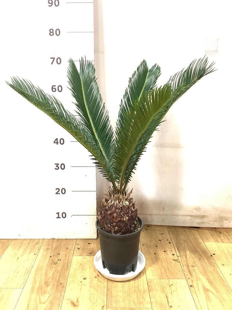 ソテツ 6号 | 観葉植物 | インテリアやギフトに - Hitohana（ひとはな）