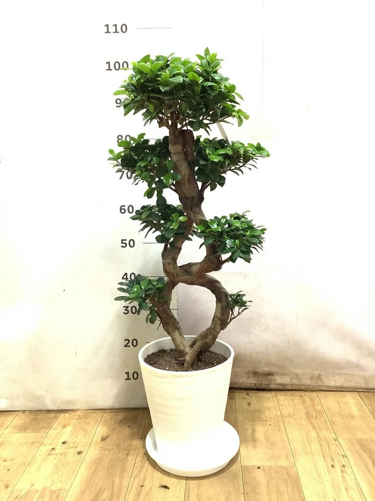 観葉植物 ガジュマル 8号 8の字 プラスチック鉢 | 観葉植物なら
