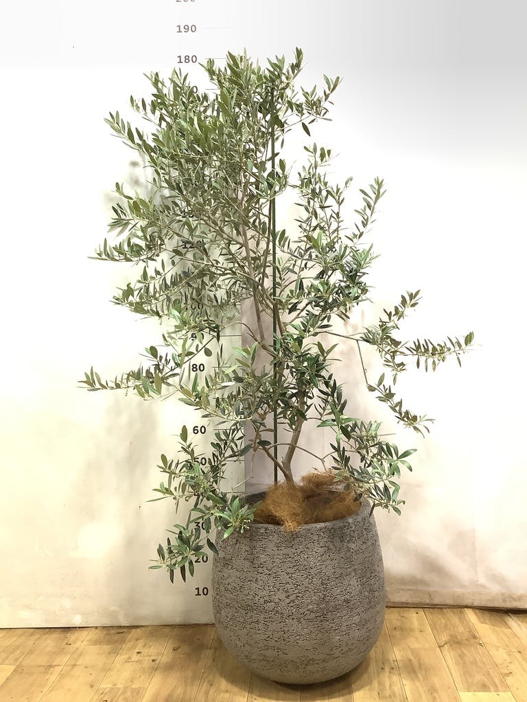 観葉植物 オリーブの木 10号 レッチーノ セドナロング 墨 付き / 小倉