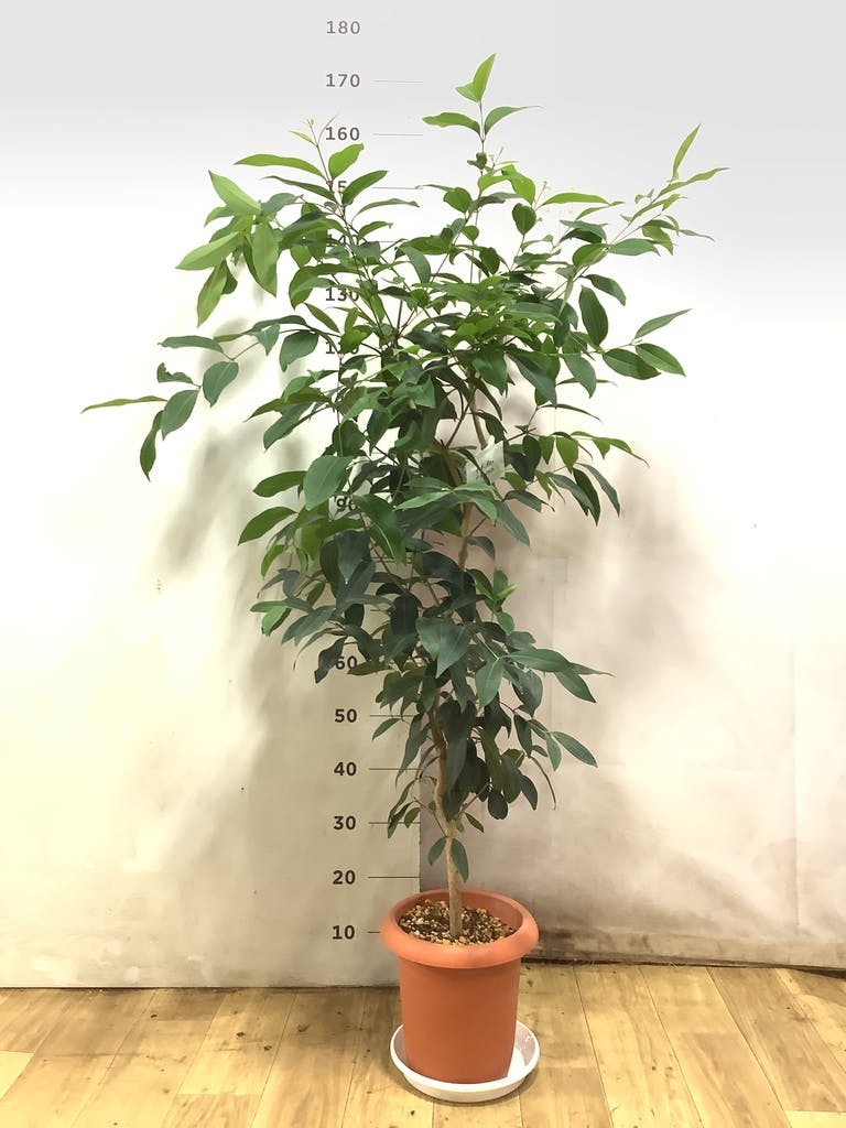 観葉植物 アマゾンオリーブ (ムラサキフトモモ) 8号 アルマジャー 黒