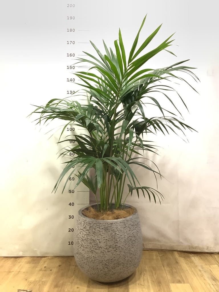 ケンチャヤシ 10号 | 観葉植物の通販ならHitoHana（ひとはな）
