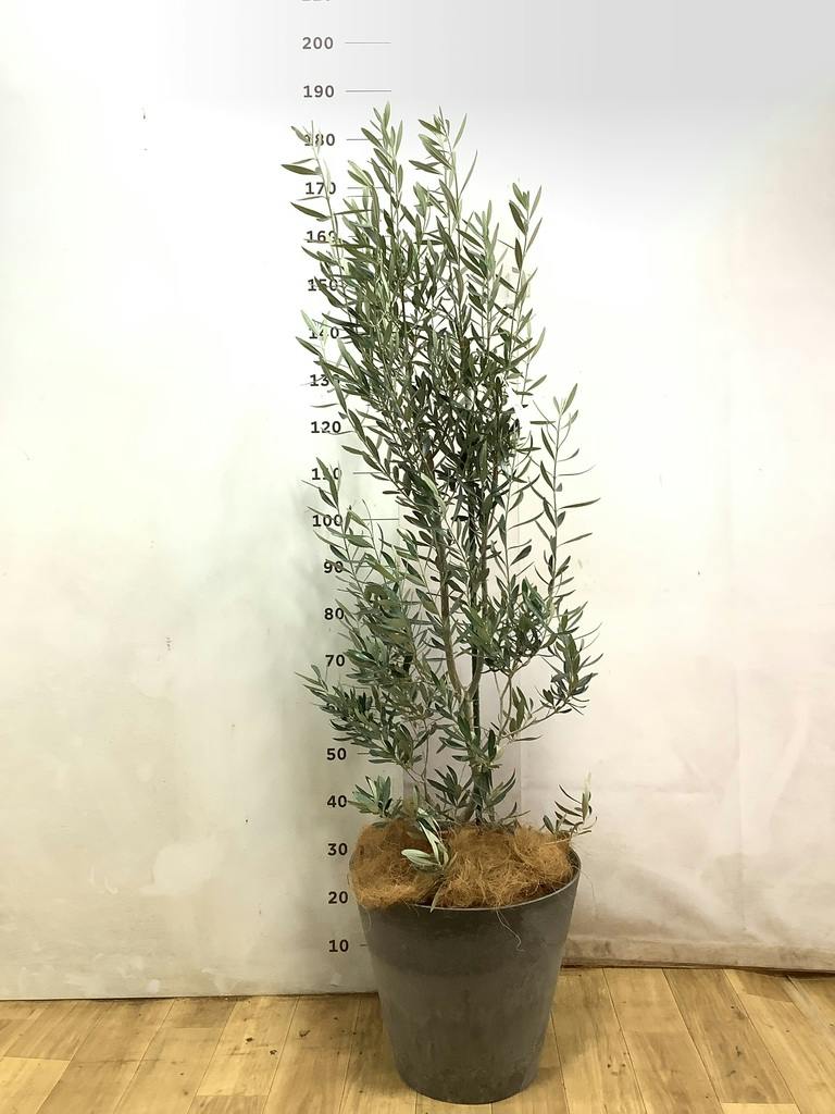 観葉植物 オリーブ 10号 チプレッシーノ アートストーン ラウンド