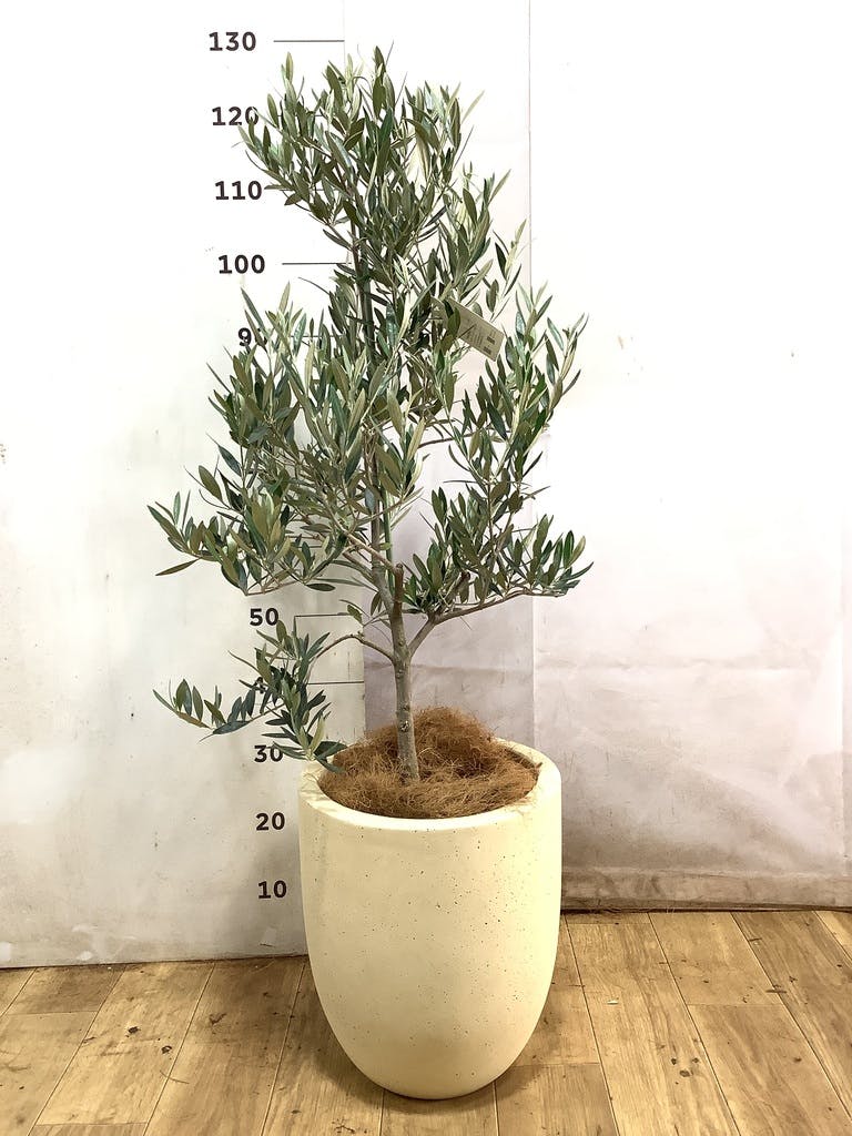 観葉植物 オリーブの木 8号 ピクアル フォレスト トール ホワイト 付き