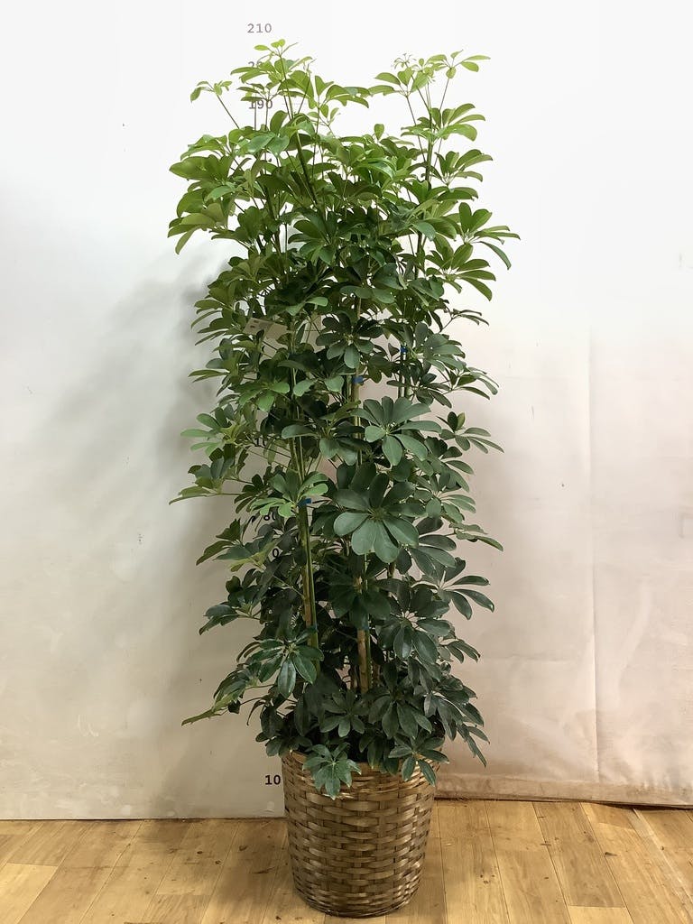 シェフレラ（カポック） 10号 | 観葉植物の通販ならHitoHana（ひとはな）