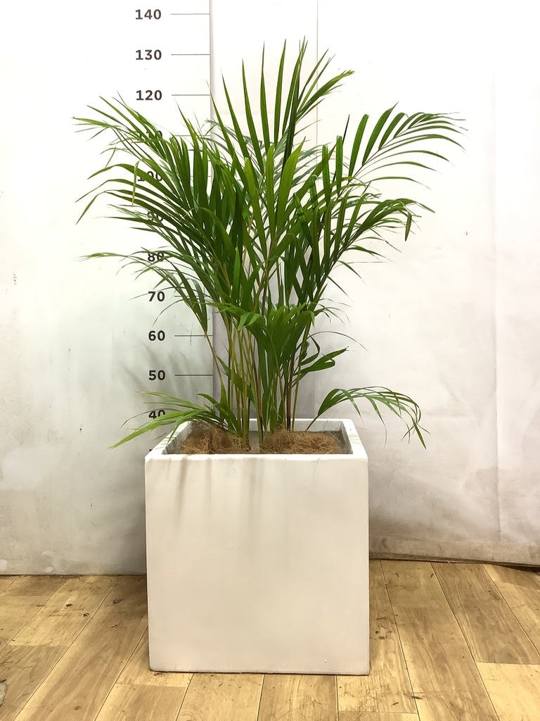 アレカヤシ 8号 | 観葉植物 | インテリアやギフトに - Hitohana（ひと