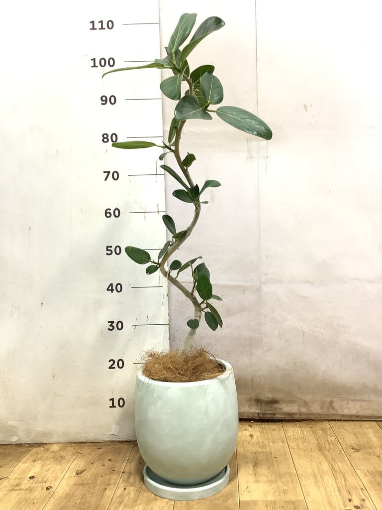 フィカス ベンガレンシス 5号 | 観葉植物通販 HitoHana（ひとはな）