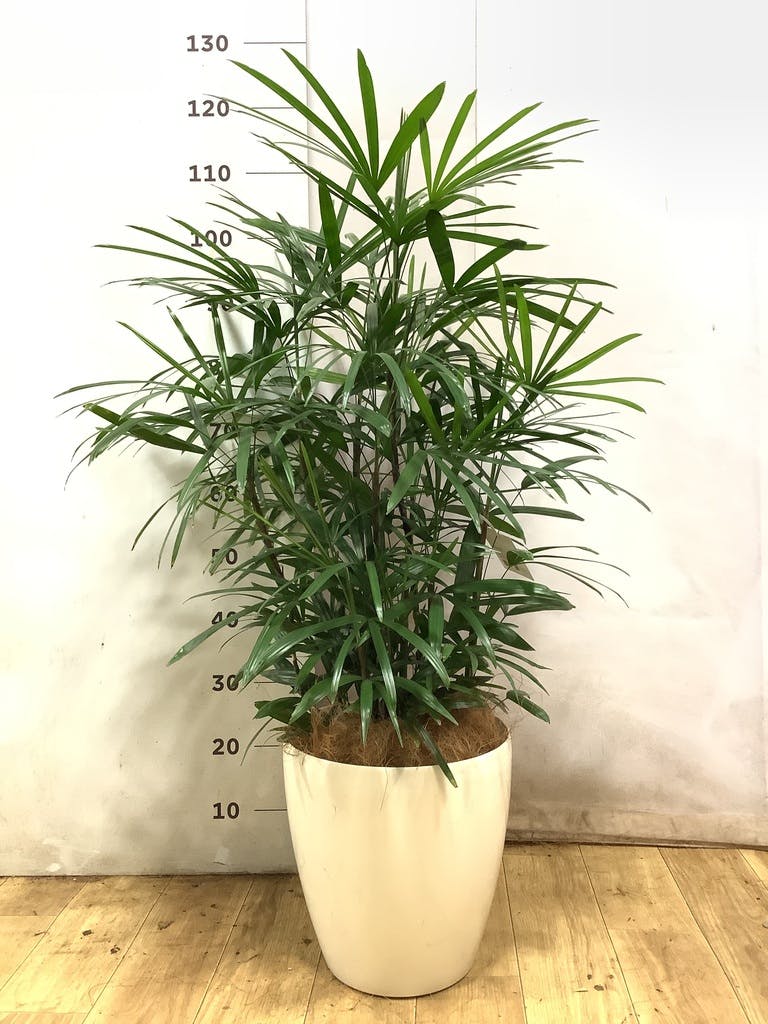 観葉植物 シュロチク（棕櫚竹） 8号 ベータ キューブプランター ウッド