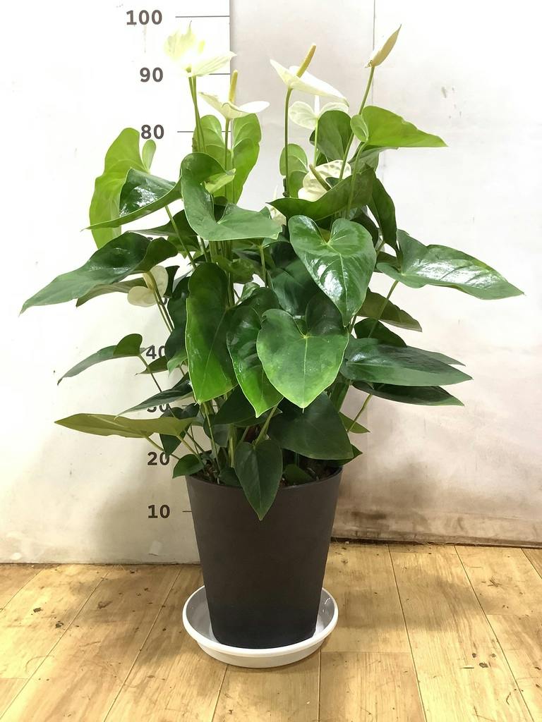 観葉植物 アンスリウム 8号 ホワイト プラスチック鉢 | 観葉植物なら