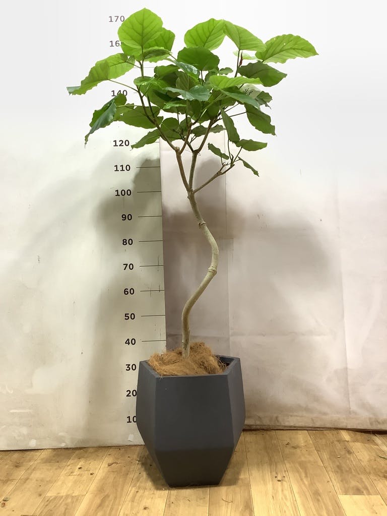 フィカス ウンベラータ 曲がり | 観葉植物通販 HitoHana（ひとはな）