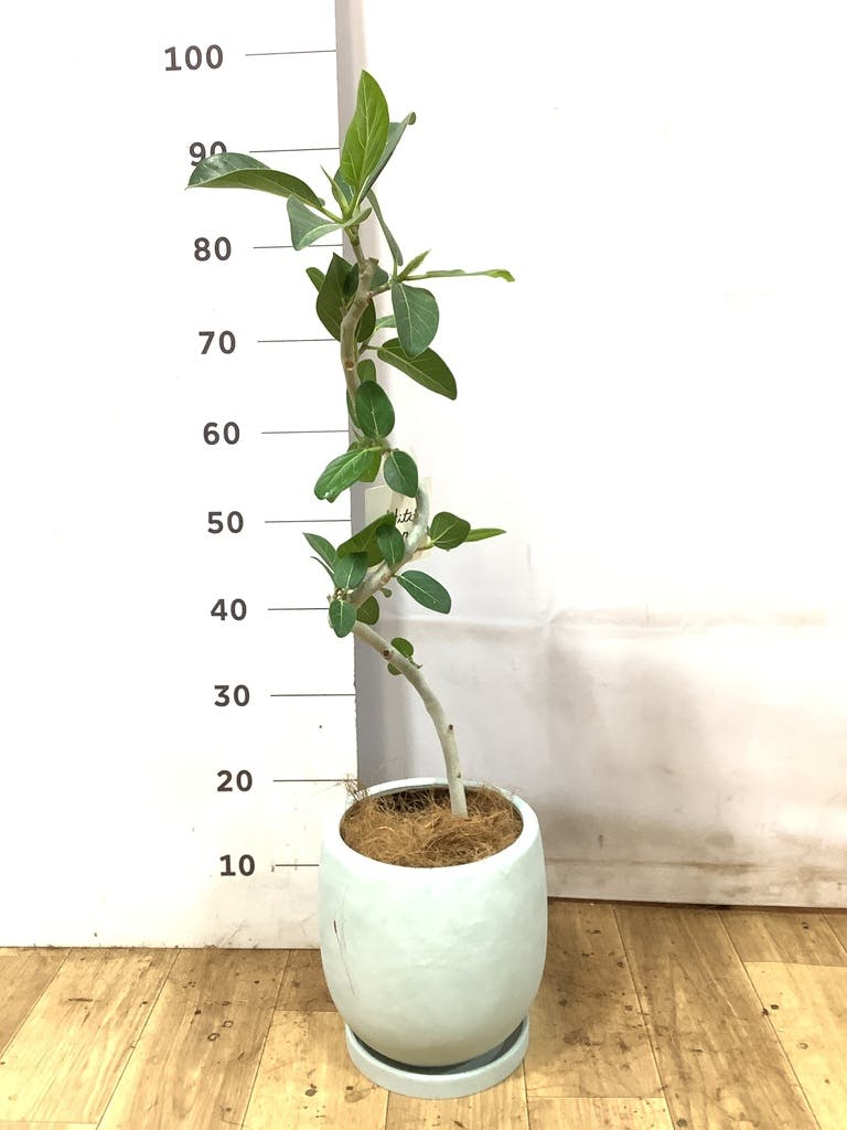 フィカス ベンガレンシス 5号 | 観葉植物通販 HitoHana（ひとはな）
