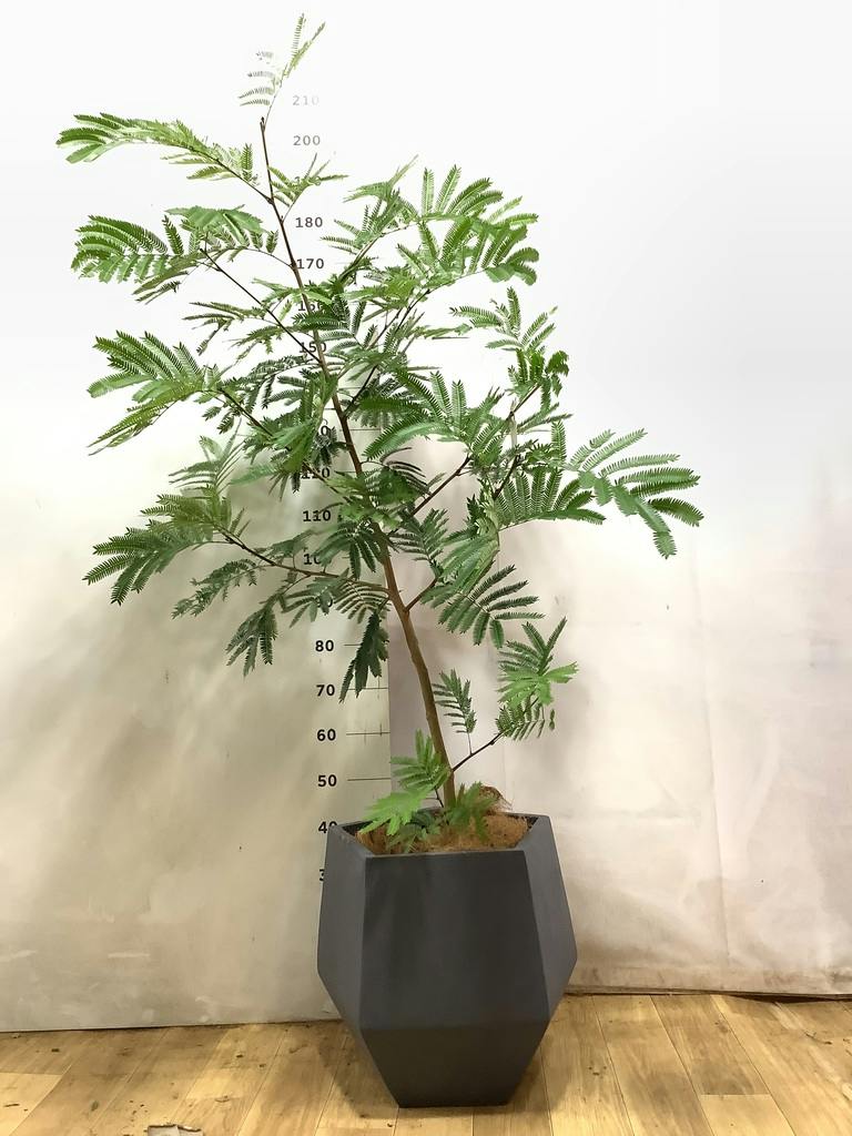 観葉植物 エバーフレッシュ 10号 ボサ造り ウッドプランター 付き