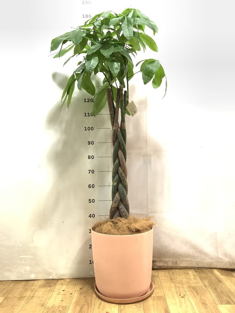 観葉植物 パキラ 10号 ねじり エステリ ピンク 付き | 観葉植物なら