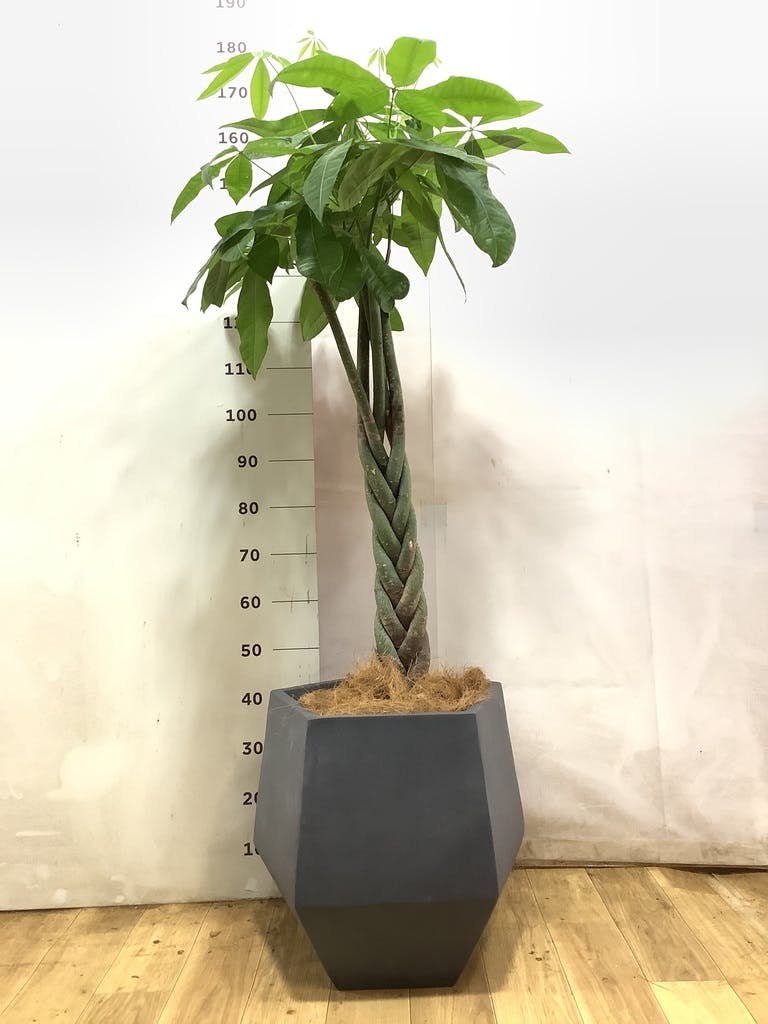 観葉植物 パキラ 10号 ねじり エステリ ピンク 付き | 観葉植物なら