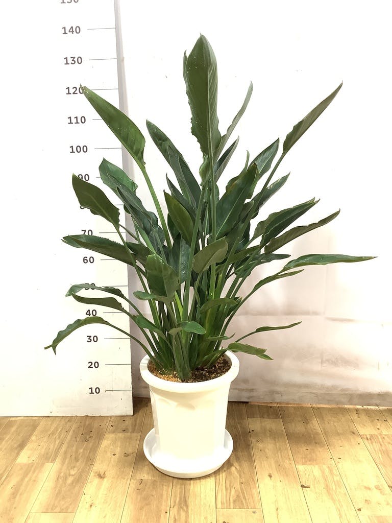 ストレチア レギネ 10号 | 観葉植物 | インテリアやギフトに