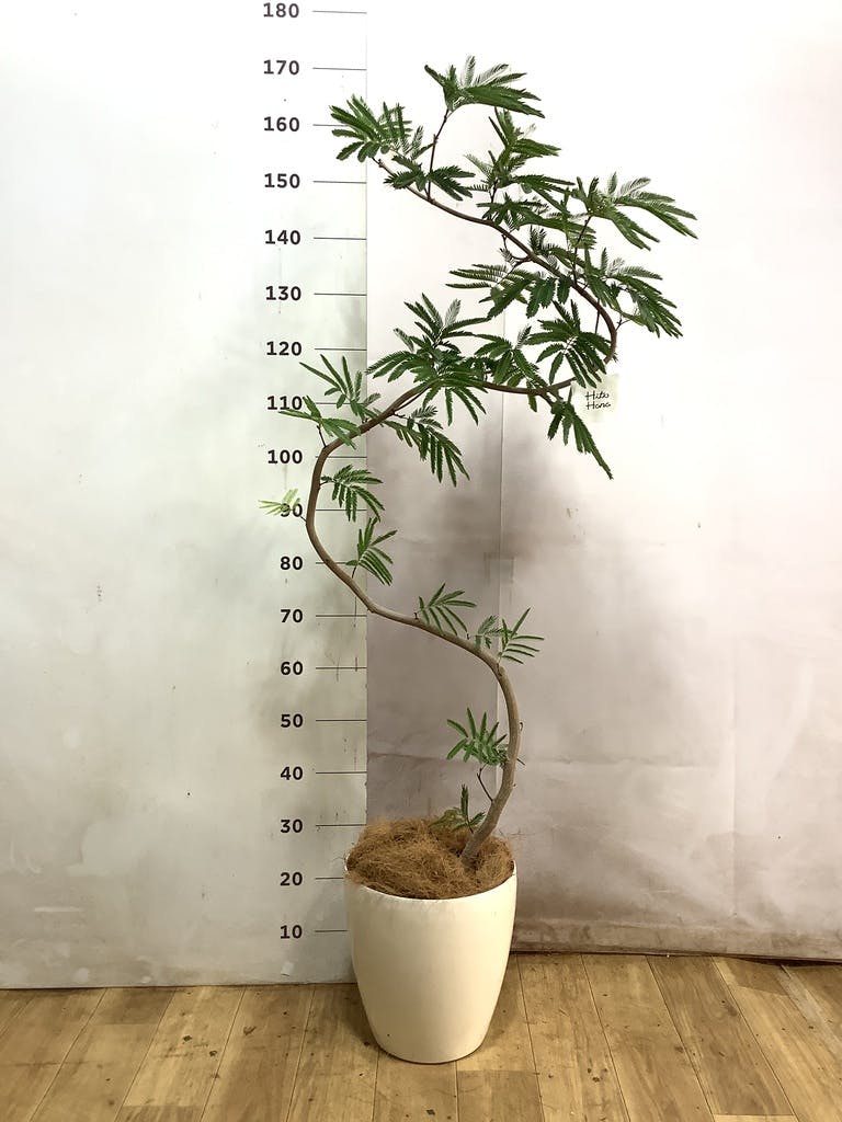 観葉植物 エバーフレッシュ 8号 曲り ラスターポット 付き | 観葉植物
