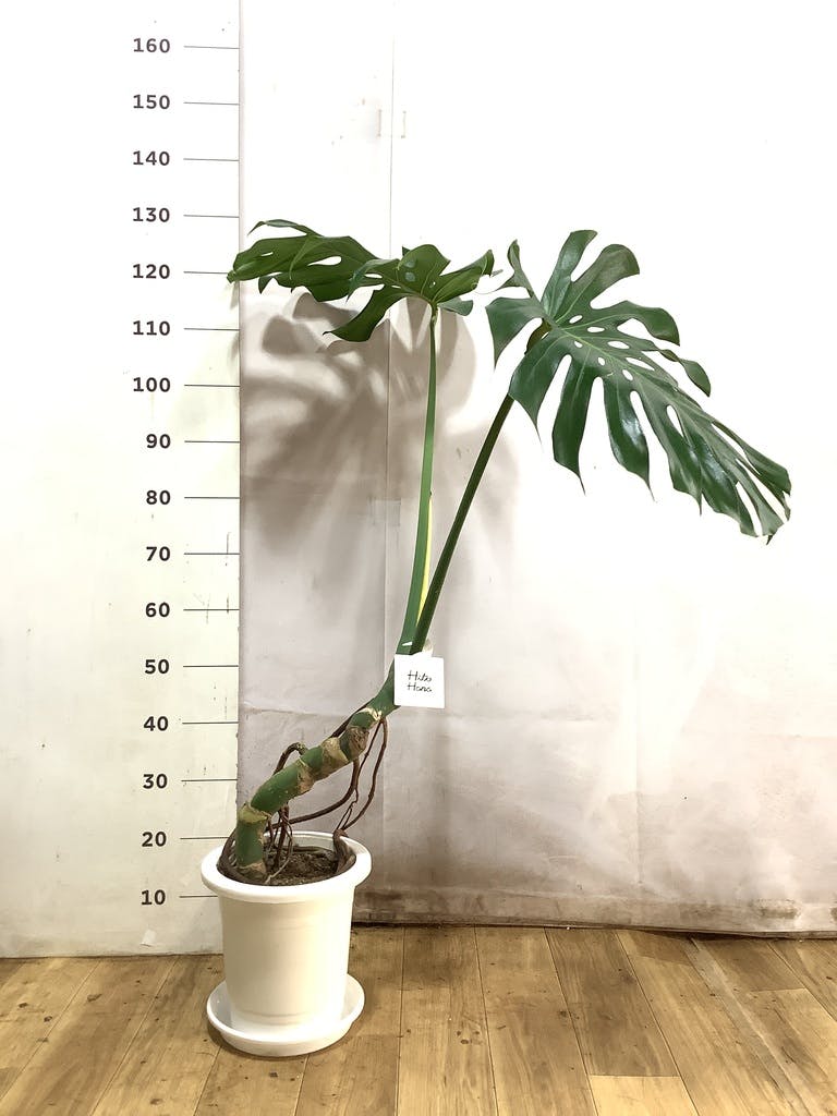 観葉植物 モンステラ 8号 根あがり プラスチック鉢 | 観葉植物なら