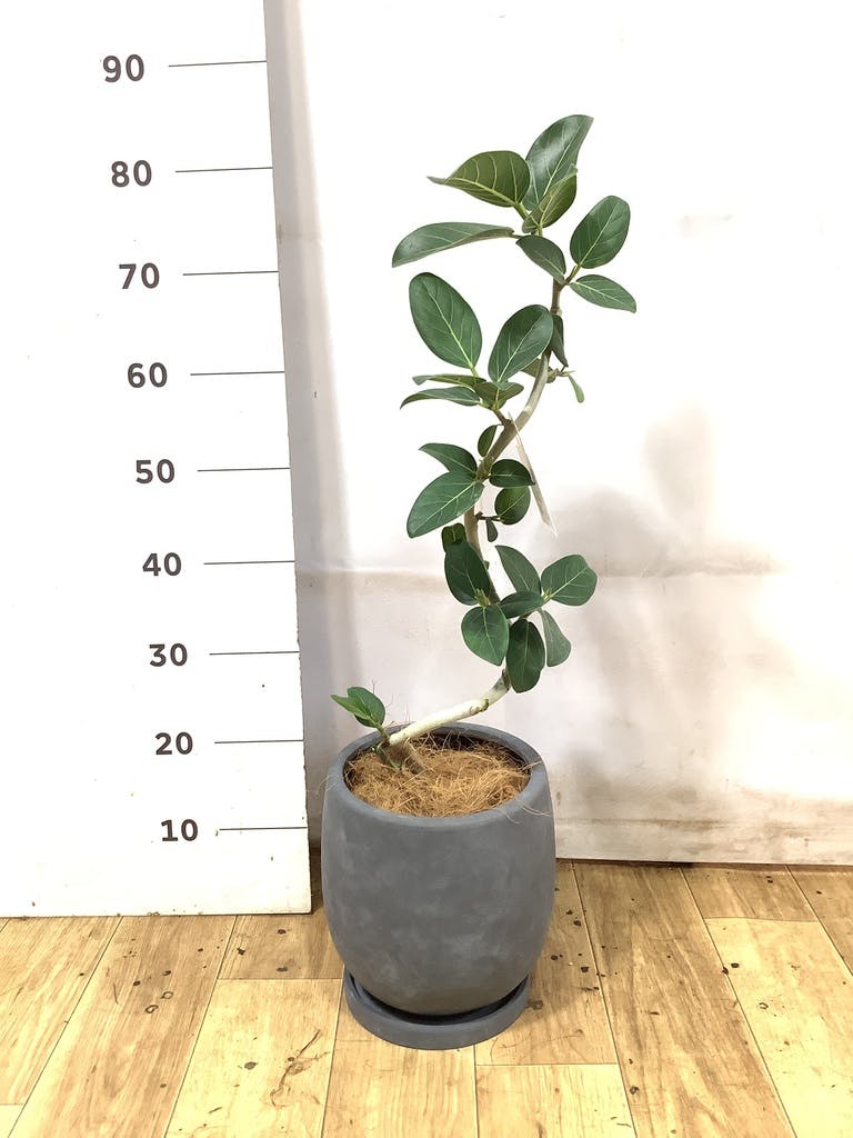 フィカス ベンガレンシス 5号 | 観葉植物通販 HitoHana（ひとはな）