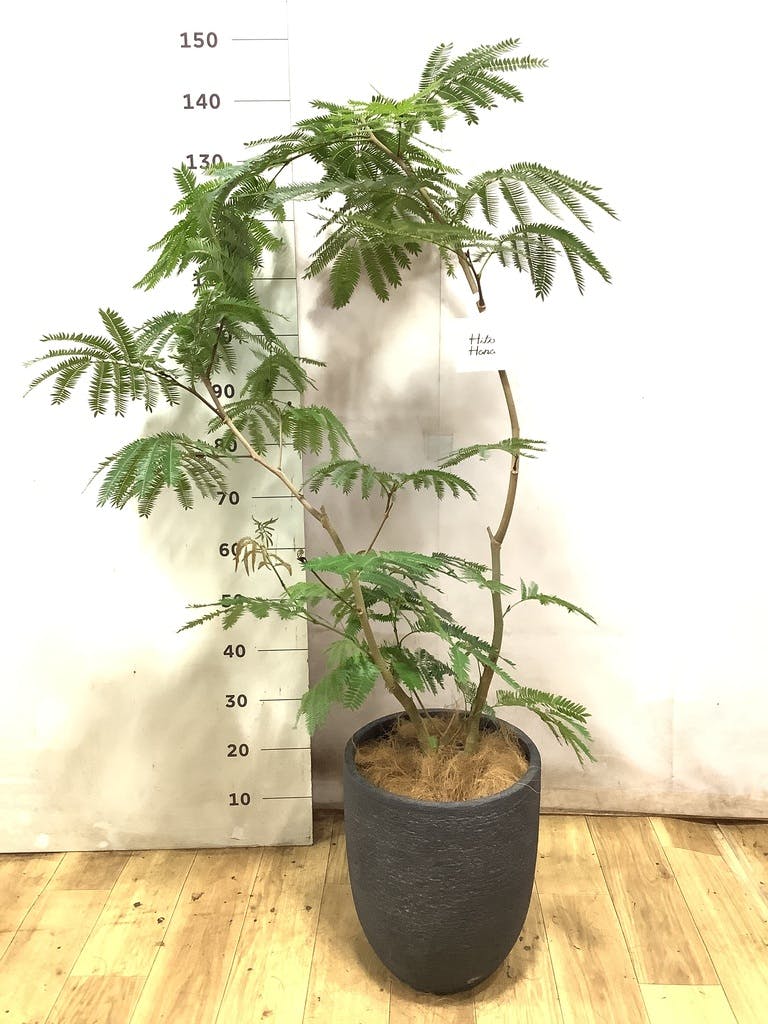 観葉植物 エバーフレッシュ 8号 ボサ造り ジュピター 黒 付き | 観葉
