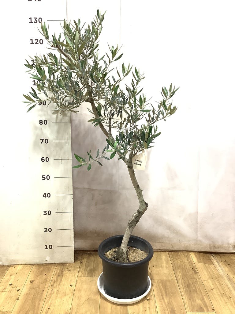 観葉植物 オリーブの木 8号 ピクアル プラスチック鉢 | 観葉植物なら
