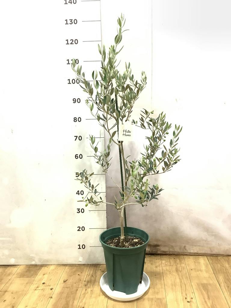 観葉植物 オリーブの木 8号 カヨンヌ プラスチック鉢 / 小倉園 | 観葉