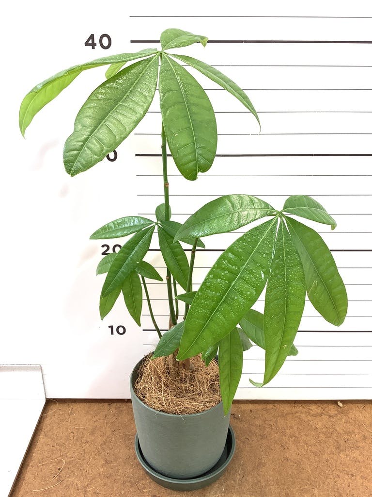 観葉植物 パキラ 3号 寄せ インナ 11 G 付き | 観葉植物ならHitoHana