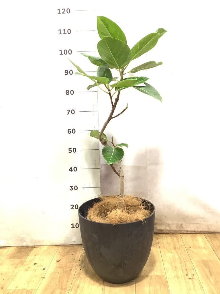 フィカス アルテシーマ 6号 | 観葉植物 | インテリアやギフトに