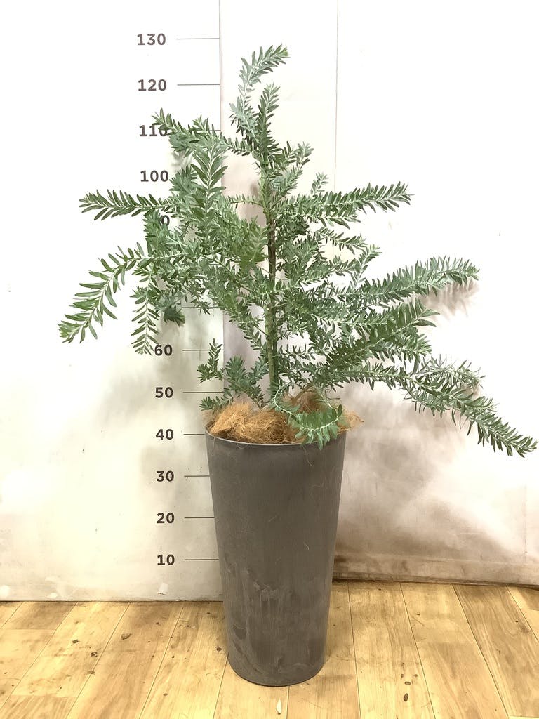 アカシア ブルーブッシュ 写真 | 観葉植物通販HitoHana(ひとはな)