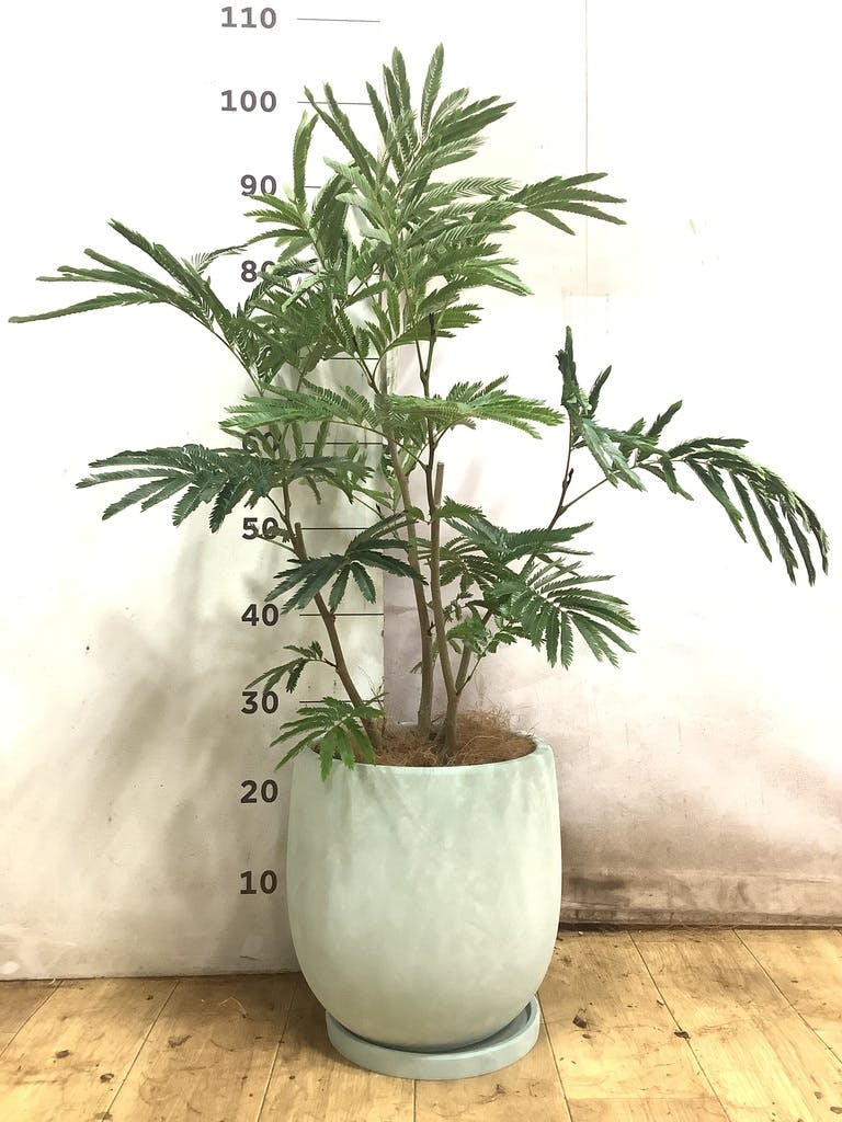 エバーフレッシュ 7号 | 観葉植物の通販ならHitoHana（ひとはな）