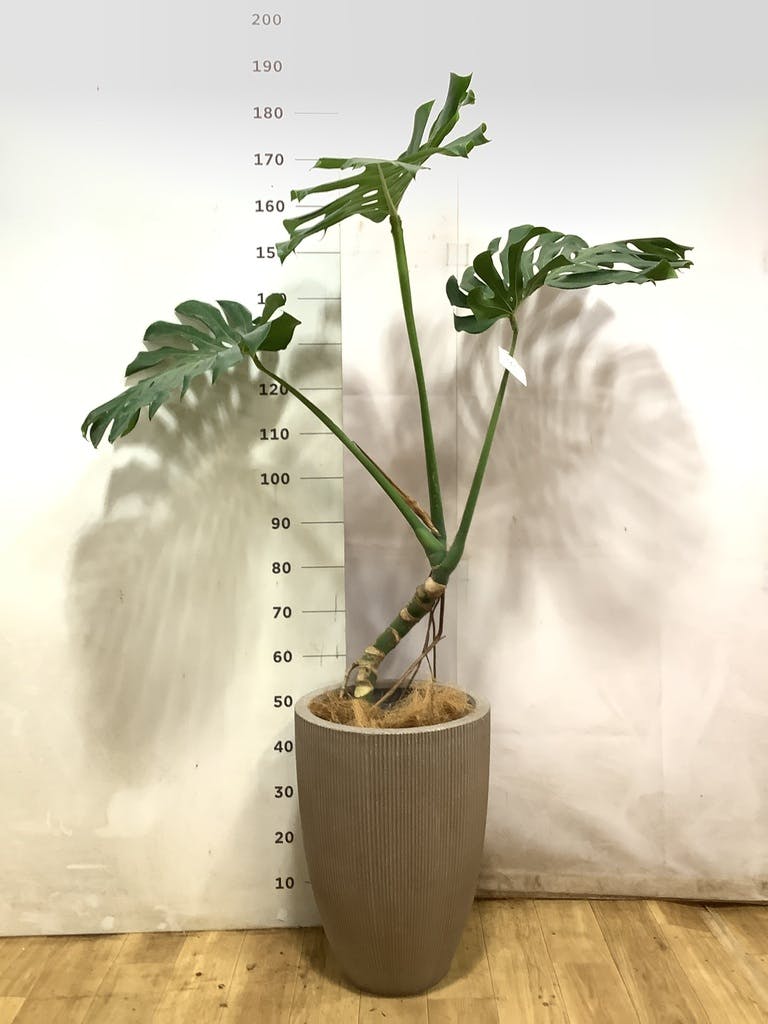 観葉植物 モンステラ 8号 根あがり セドナロング グレイ 付き | 観葉