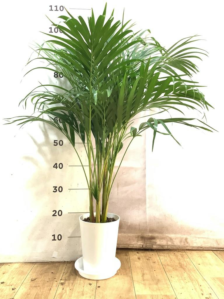 観葉植物 アレカヤシ 6号 プラスチック鉢 | 観葉植物ならHitoHana(ひと